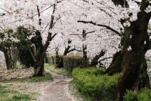 Der Sumida-Park bietet weite Wege, eingerahmt von hunderten Kirschbäumen.