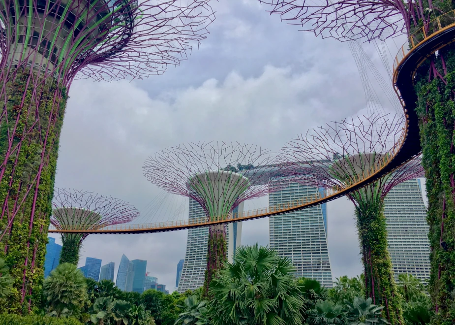 Blick von unten auf die Supertrees in Singapur und dem OCBC Skyway